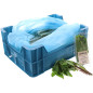 BASILIC THAI GROSBUSCH 12X20G